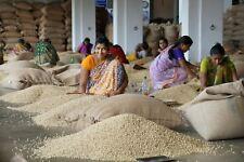 1kg India Monsooned Malabar AA - Green Coffee Beans - Home Roasting