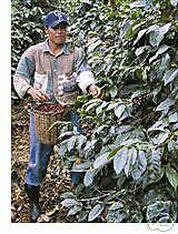 Honduras Green Coffee Beans Gourmet SR 20#s M